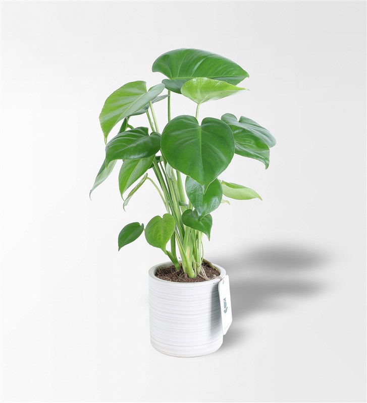 Monstera - Deve Tabanı