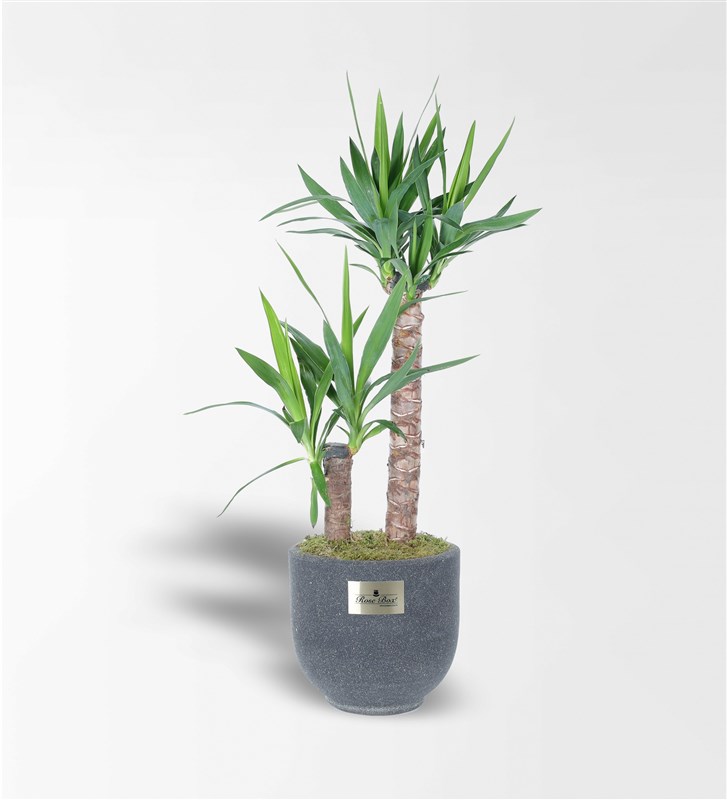 Kumlu Beton Saksıda 2'Li Yucca