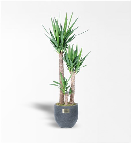 Kumlu Beton Saksıda 3'Lü Yucca