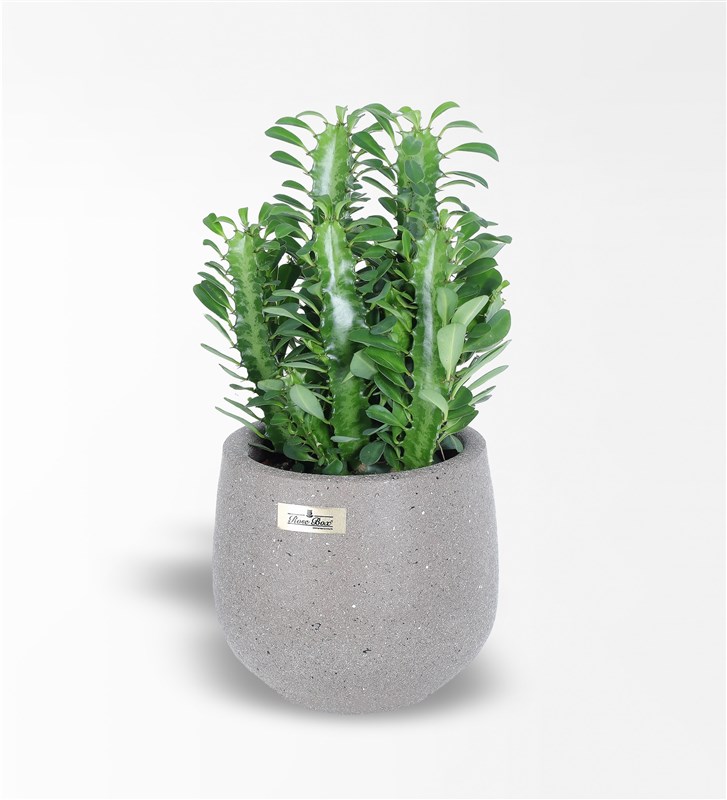 Yeşil Süt Ağacı Euphorbia Trigona Kaktüs