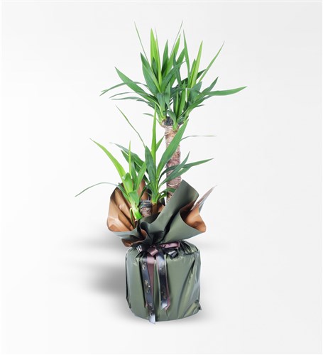 2'Li Yucca Bitkisi