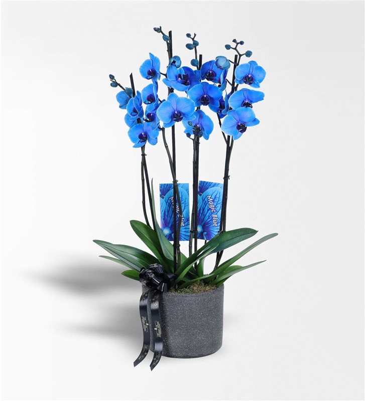 Siyah Beton Saksıda 4 Dallı Magic Blue Mavi Orkide