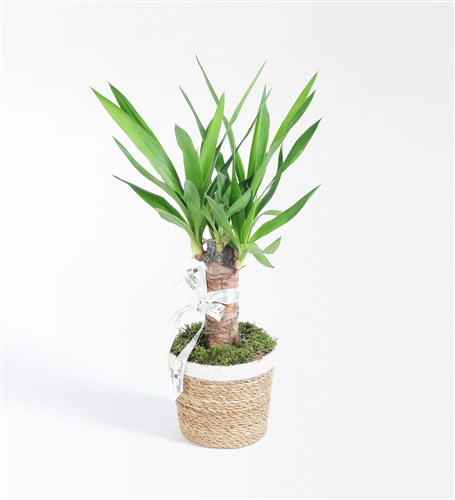 Hasır Sepette Tekli Yucca
